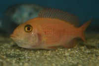 /album/fotogalerie/aulonocara-fire-fish-samice-jpg1/